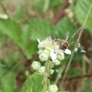 Apis mellifera at Oakey Hill NR (OHR) - 21 Nov 2023