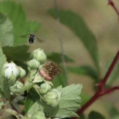 Apiformes (informal group) (Unidentified bee) at Lyons, ACT - 21 Nov 2023 by CraigW