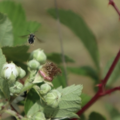 Apiformes (informal group) (Unidentified bee) at Oakey Hill NR (OHR) - 21 Nov 2023 by CraigW