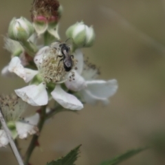 Apiformes (informal group) at Oakey Hill NR (OHR) - 21 Nov 2023