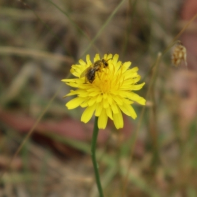 Lasioglossum (Chilalictus) lanarium (Halictid bee) at Lyons, ACT - 21 Nov 2023 by CraigW