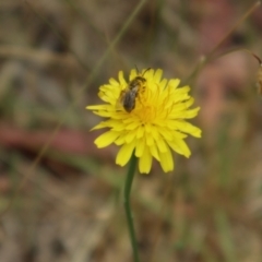 Lasioglossum (Chilalictus) lanarium at Oakey Hill NR (OHR) - 21 Nov 2023