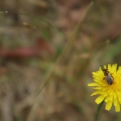 Lasioglossum (Chilalictus) lanarium at Undefined Area - 21 Nov 2023 11:44 AM