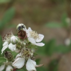 Lasioglossum (Chilalictus) sp. (genus & subgenus) (Halictid bee) at Oakey Hill NR (OHR) - 21 Nov 2023 by CraigW