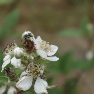 Lasioglossum (Chilalictus) sp. (genus & subgenus) (Halictid bee) at Lyons, ACT - 21 Nov 2023 by CraigW