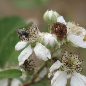 Lasioglossum (Chilalictus) sp. (genus & subgenus) at Oakey Hill NR (OHR) - 21 Nov 2023