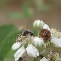 Lasioglossum (Chilalictus) sp. (genus & subgenus) at Oakey Hill NR (OHR) - 21 Nov 2023