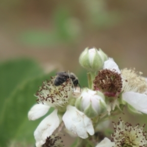 Lasioglossum (Chilalictus) sp. (genus & subgenus) at Oakey Hill NR (OHR) - 21 Nov 2023