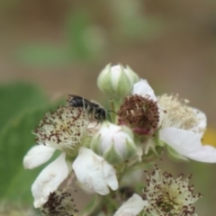 Lasioglossum (Chilalictus) sp. (genus & subgenus) at Oakey Hill NR (OHR) - 21 Nov 2023