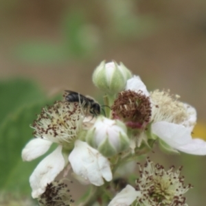 Lasioglossum (Chilalictus) sp. (genus & subgenus) at Oakey Hill NR (OHR) - 21 Nov 2023 11:52 AM