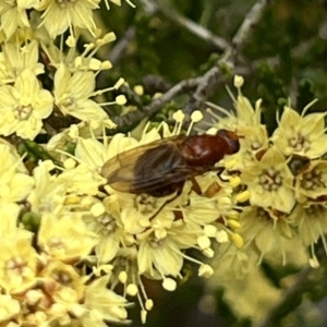 Rhagadolyra magnicornis at ANBG - 26 Sep 2023