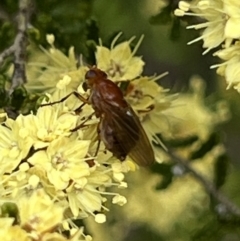 Rhagadolyra magnicornis at ANBG - 26 Sep 2023