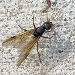 Formicidae (family) (Unidentified ant) at Aranda, ACT - 21 Nov 2023 by Jubeyjubes