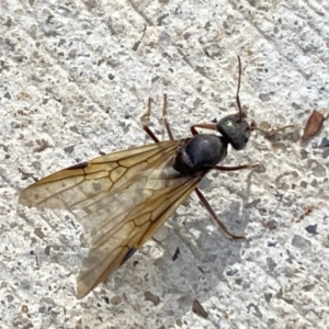 Formicidae (family) at Aranda, ACT - 21 Nov 2023