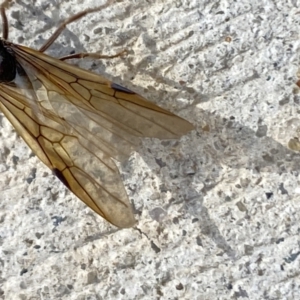 Formicidae (family) at Aranda, ACT - 21 Nov 2023