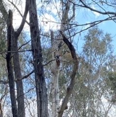 Callocephalon fimbriatum (Gang-gang Cockatoo) at Aranda Bushland - 21 Nov 2023 by Jubeyjubes