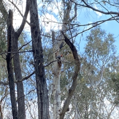 Callocephalon fimbriatum (Gang-gang Cockatoo) at Point 63 - 21 Nov 2023 by Jubeyjubes