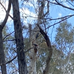 Callocephalon fimbriatum at Aranda, ACT - suppressed