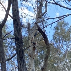 Callocephalon fimbriatum at Aranda, ACT - 21 Nov 2023