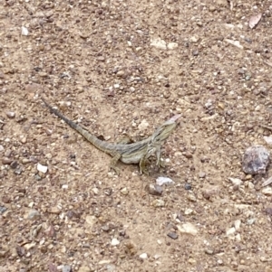 Pogona barbata at Aranda Bushland - 21 Nov 2023