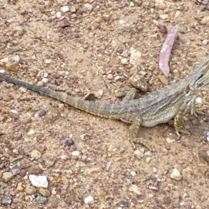 Pogona barbata at Aranda Bushland - 21 Nov 2023