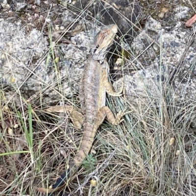 Pogona barbata (Eastern Bearded Dragon) at Belconnen, ACT - 21 Nov 2023 by Jubeyjubes