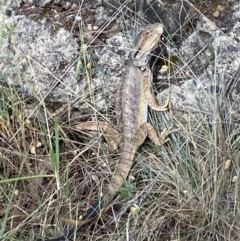 Pogona barbata at Aranda Bushland - 21 Nov 2023