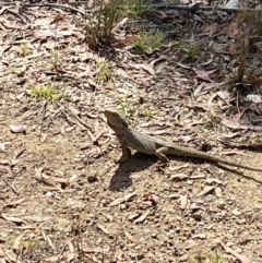 Pogona barbata (Eastern Bearded Dragon) at Belconnen, ACT - 21 Nov 2023 by Jubeyjubes