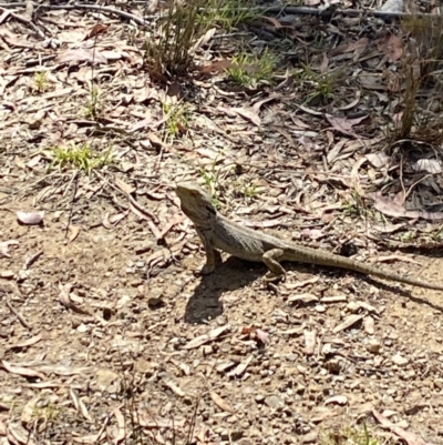 Pogona barbata (Eastern Bearded Dragon) at Aranda Bushland - 21 Nov 2023 by Jubeyjubes