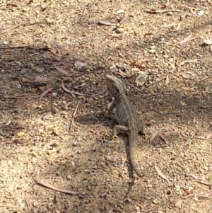 Pogona barbata at Aranda Bushland - 21 Nov 2023