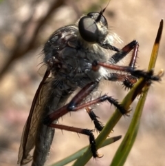 Unidentified Robber fly (Asilidae) at Canberra Central, ACT - 21 Nov 2023 by Jubeyjubes