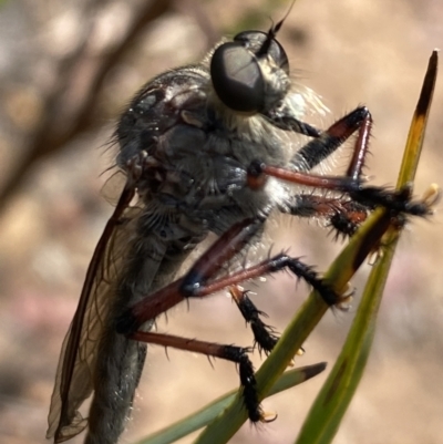 Unidentified Robber fly (Asilidae) at Canberra Central, ACT - 21 Nov 2023 by Jubeyjubes