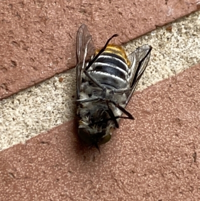 Bombyliidae sp. (family) (Unidentified Bee fly) at Aranda, ACT - 21 Nov 2023 by Jubeyjubes