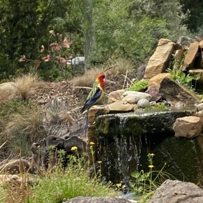 Platycercus eximius (Eastern Rosella) at Aranda, ACT - 21 Nov 2023 by Jubeyjubes