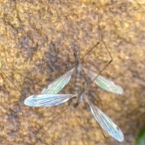 Limoniidae (family) at Aranda, ACT - 21 Nov 2023 09:05 AM