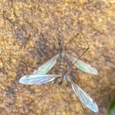 Limoniidae (family) (Unknown Limoniid Crane Fly) at Aranda, ACT - 20 Nov 2023 by Jubeyjubes