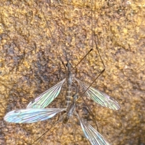 Limoniidae (family) at Aranda, ACT - 21 Nov 2023