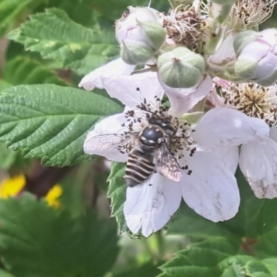 Megachile (Eutricharaea) serricauda (Leafcutter bee, Megachilid bee) at Oakey Hill - 21 Nov 2023 by CraigW