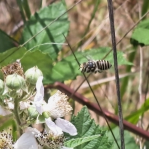 Megachile (Eutricharaea) serricauda at Oakey Hill NR (OHR) - 21 Nov 2023