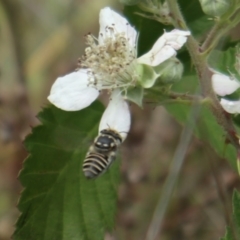 Megachile (Eutricharaea) serricauda at Oakey Hill NR (OHR) - 21 Nov 2023