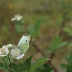 Pieris rapae (Cabbage White) at Oakey Hill NR (OHR) - 21 Nov 2023 by CraigW