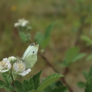 Pieris rapae at Oakey Hill NR (OHR) - 21 Nov 2023 11:55 AM