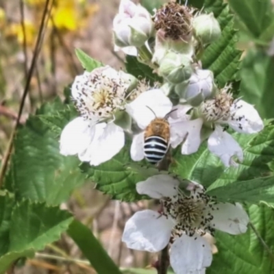 Amegilla (Zonamegilla) asserta (Blue Banded Bee) at Oakey Hill NR (OHR) - 21 Nov 2023 by CraigW