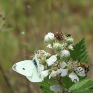 Amegilla (Zonamegilla) asserta at Oakey Hill NR (OHR) - 21 Nov 2023