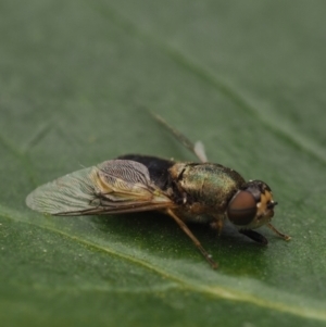 Odontomyia opertanea at Murrumbateman, NSW - 21 Nov 2023