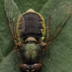 Odontomyia opertanea at Murrumbateman, NSW - 21 Nov 2023