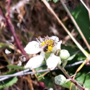 Lasioglossum (Chilalictus) sp. (genus & subgenus) at Oakey Hill NR (OHR) - 21 Nov 2023