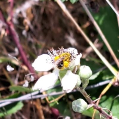 Lasioglossum (Chilalictus) sp. (genus & subgenus) (Halictid bee) at Lyons, ACT - 21 Nov 2023 by CraigW