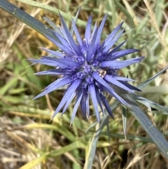 Eryngium ovinum (Blue Devil) at Molonglo Valley, ACT - 21 Nov 2023 by SteveBorkowskis