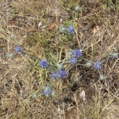 Eryngium ovinum at National Arboretum Woodland - 21 Nov 2023 01:29 PM